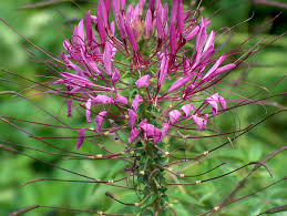 Image result for Cleome spinosa