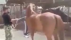 فيديو وحشي لحصان ألقاه شبّيح بين فكّي أسدين جائعين