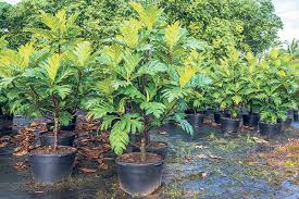 Check spelling or type a new query. The Ins And Outs Of Breadfruit The Garden Island