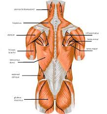 Muscle diagrams of major muscles exercised in weight training. Skeletal Muscle Review