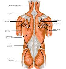 This class is focused on arm anatomy. Skeletal Muscle Review