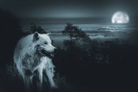 Dream Interpretation Changing Old Habits Symbols Wolves Handgun Hut Light Wolf Background Wolf Dog Wolf Images
