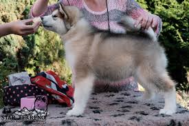 Will be available from 10 weeks will be fle Alaskan Malamute For Sale In The City Of Grodno Belarus Price 946 Announcement 3318