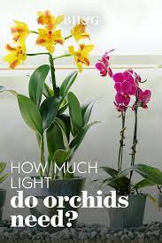 How To Grow Beautiful Orchids Year Round In 2021 Orchids In Water Growing Orchids Beautiful Orchids