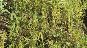 Image result for Crotalaria preladoi