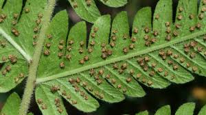 Image result for Christella hispidula