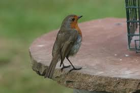 How to help your parrot live longer. Robin Bird Information Photos Videos Vine House Farm Vine House Farm