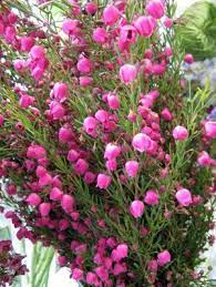 Boronia Filler Eye On Dvflora Flowers Different Types Of Flowers Summer Flowers