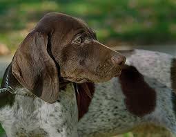 Our german shorthaired pointer puppies for sale are a loyal, intelligent, and active companion that will bring energy, joy, and adventure to your home. Dogs Puppies For Sale In Washington Dc Ebay Classifieds Kijiji Page 1 German Shorthaired Pointer German Shorthair Dogs And Puppies