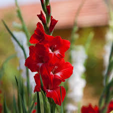 Image result for Gladiolus virgineus