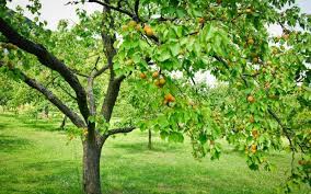 Buy quality apricot trees click here another important reason to afford your tree the most fruiting will also be encouraged and the size of the fruits will be greater as well as the weight of the crop. Apricot Yale Nature Walk