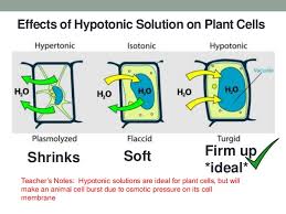 When a plant cell is placed in a hypotonic solution, water will enter inside the plant cell, i.e. Cells And Cell Transports
