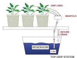 Diy Dutch Bucket Hydroponic System Free Plans