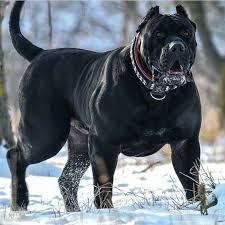 Giant Dogs Huge Dogs Scary Dogs