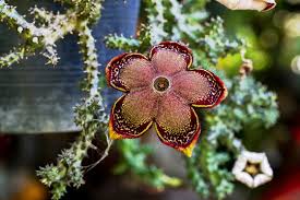 Image result for Huernia