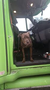 Trucking Pets: Driving America One Paw at a Time