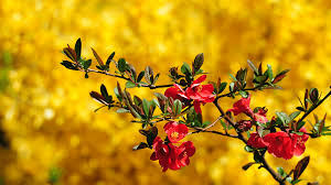 Maybe you would like to learn more about one of these? Nice Pic Wallpapers Wallpaper Cave