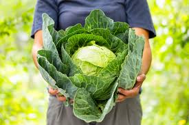 Image result for hlávková kapusta