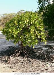 Image result for Bruguiera