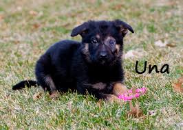1799 ansborough ave, waterloo, ia 50701. Update On Una Adoption Approved This Blog Is Affiliated With The Cedar Bend Humane Society In Waterloo Iowa To Share Pet Friendly Resources Adoption Stories And Cbhs Events