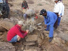 Image result for Corbichonia rubriviolacea