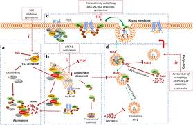 Image result for Delta F508