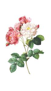 7 Pretty Floral Iphone 8 8 Plus Hd Wallpapers Preppy Wallpapers Iphone Wallpaper Vintage Quotes Flower Background Iphone Iphone Wallpaper Vintage