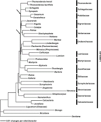Image result for Thomandersiaceae