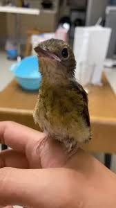 Cute Baby Animals Amazing Funny Video In 2020 Baby Animals Funny Cute Baby Animals Funny Animal Jokes
