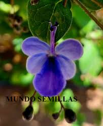 Image result for Rotheca myricoides