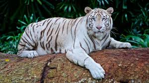 The return of superman episode 376. Tiger King Why Can T We Just Release America S Captive Tigers Into The Wild Connecting Research