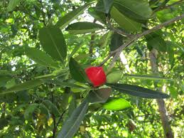 Image result for Ochrosia