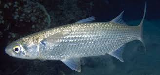 Ikan ini kerap disebut dengan nama flowerhorn. 8 Jenis Ikan Payau Yang Bisa Dibudidayakan Star Farm International