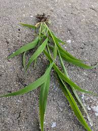 The grass blades of tall fescue are very wide and coarse, and the base of the plant is usually red. Crabgrass Or Tall Clumping Fescue Lawncare