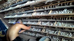 Jual beli bibit puyuh lampung ,harga puyuh 2021 jual beli bibit puyuh petelur 2021 lokasi peternak puyuh terbesar di indonesia peksi gunaraharja salah satu perusahaan jual bibit puyuh unggul dengan kualitas terbaik harga murah siap kirim seluruh indonesia, peksi gunaraharja telah terbukti salah satu perusahaan dengan menerapkan standar internasional untuk memberikan doq dengan kualitas terbaik Cara Berternak Burung Puyuh 2017 Youtube