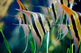 Aquarium akan makin indah jika tingkat kejernihan air dan isi dari akuariumnya terjaga, namun hal itu tidak mudah dicapai jika pehobiis tidak tau caranyam berikut tips untuk merawat akuarium aquarium. 12 Cara Merawat Ikan Manfish Bagi Pemula Hewan Id