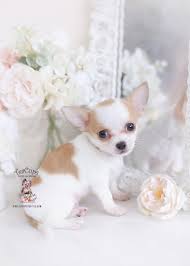 If you are looking to adopt or buy a chihuahua take a look here for puppies for as i have several chihuahua pups available, various birth dates and prices. Teacup Chihuahuas And Chihuahua Puppies For Sale By Teacups Puppies Boutique Teacup Puppies Boutique