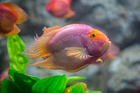 However, some males can grow as tall as 32 inches. Blood Parrot Cichlid Care Guide Tank Setup Mates Diet