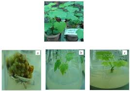 The ability to culture cells is fundamental for mass propagation and as a baseline for the genetic manipulation of plant nuclei and organelles. Plant Tissue Culture Current Status And Opportunities Intechopen