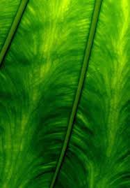 Image result for Hyparrhenia subplumosa