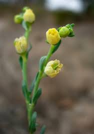 Image result for Thamnosma rhodesica