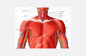 Research has shown that tumors tend to follow certain trends in the manner in which the spread. Muscular System Circulatory System Human Anatomy Thorax Human Body Neck Muscle Arm Abdomen Human Anatomy Png Pngwing