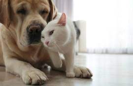 Durfee was by far the best experience of them all. Salt Lake City Pet Euthanasia For Dogs And Cats In The Home