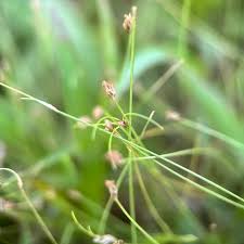 Image result for Eleocharis retroflexa