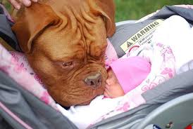 Dog Breed Standards Photos Facebook Our massive directory of dog breeders with puppies for sale will make finding your next puppy a breeze. dog breed standards photos facebook
