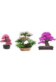 Aramanızda 208 adet ürün bulundu. Bonsai Agaci Fiyatlari Hepsiburada