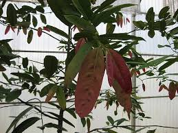 Image result for Diospyros loureiriana