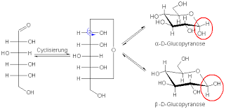 Es ist dem ringsauerstoff von zuckern benachbart.12 Prof Blumes Medienangebot Kohlenhydrate