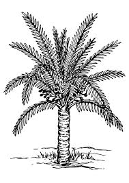 Island coloring pages tropical island coloring pages. Coloring Page Palm Tree Free Printable Coloring Pages Img 30138