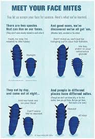 The Microscopic Mites That Live On Your On Your Face Demodex Mites On Humans Demodex Treatment